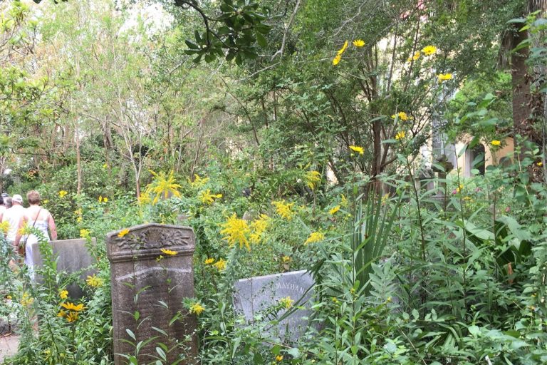 A garden growing around a graveyard on the Grimke Sisters Tour